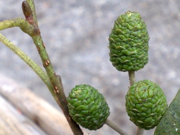 Forse � un Carpino - Alnus sp