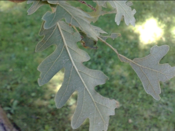 Quercus robur