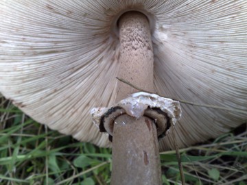 Lepiota o Macrolepiota procera?