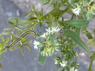 Reseda phyteuma / Reseda selvatica