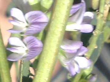 Medicago sativa
