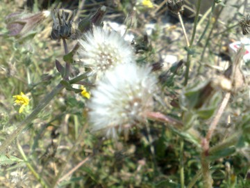 Helminthotheca echioides (= Picris echioides)