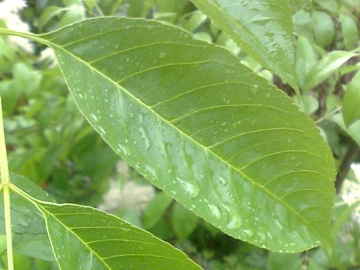 Fraxinus ornus