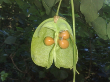 Staphylea pinnata / Borsolo - Falso Pistacchio