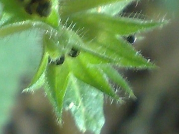 Stachys sylvatica?