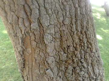 Quercus robur