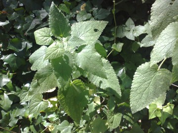 Stachys Sylvatica