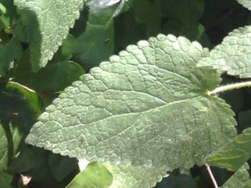Stachys Sylvatica
