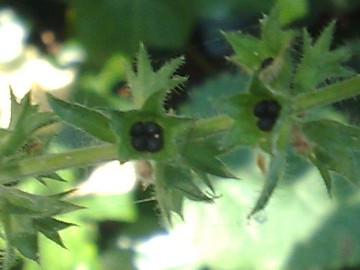 Stachys Sylvatica