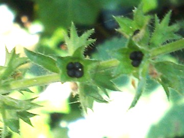 Stachys Sylvatica