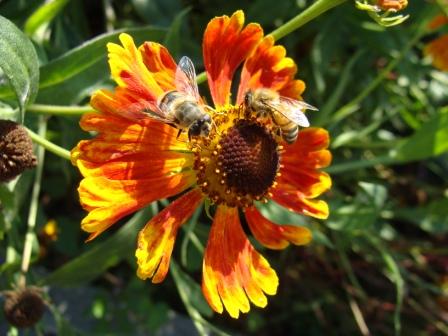 Gaillardia?