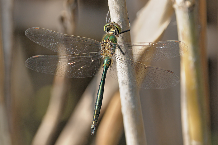 Somatochlora metallica maschio