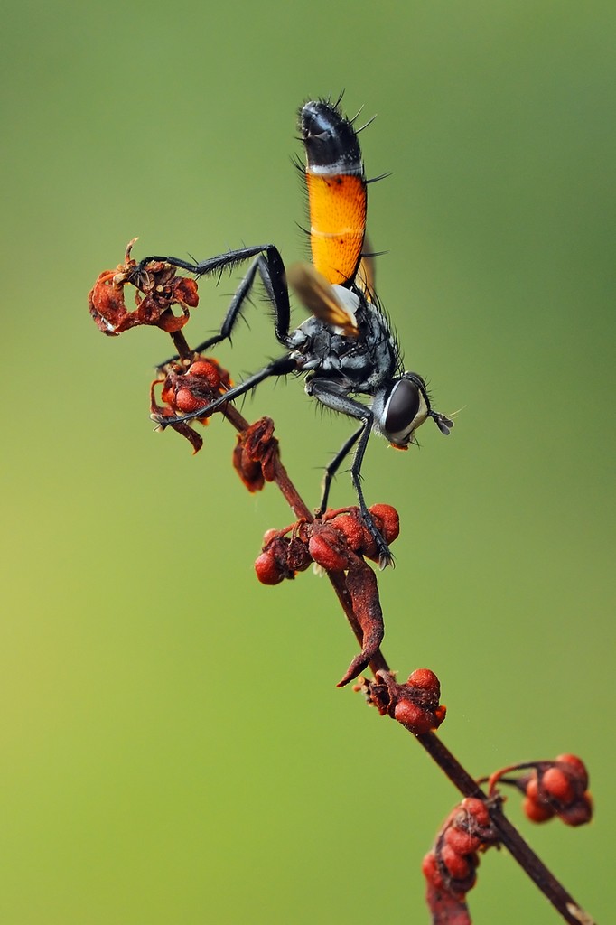 Cylindromyia sp. (Tachinidae)