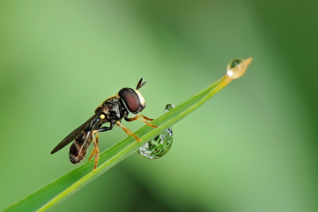 Paragus sp. (Syrphidae)