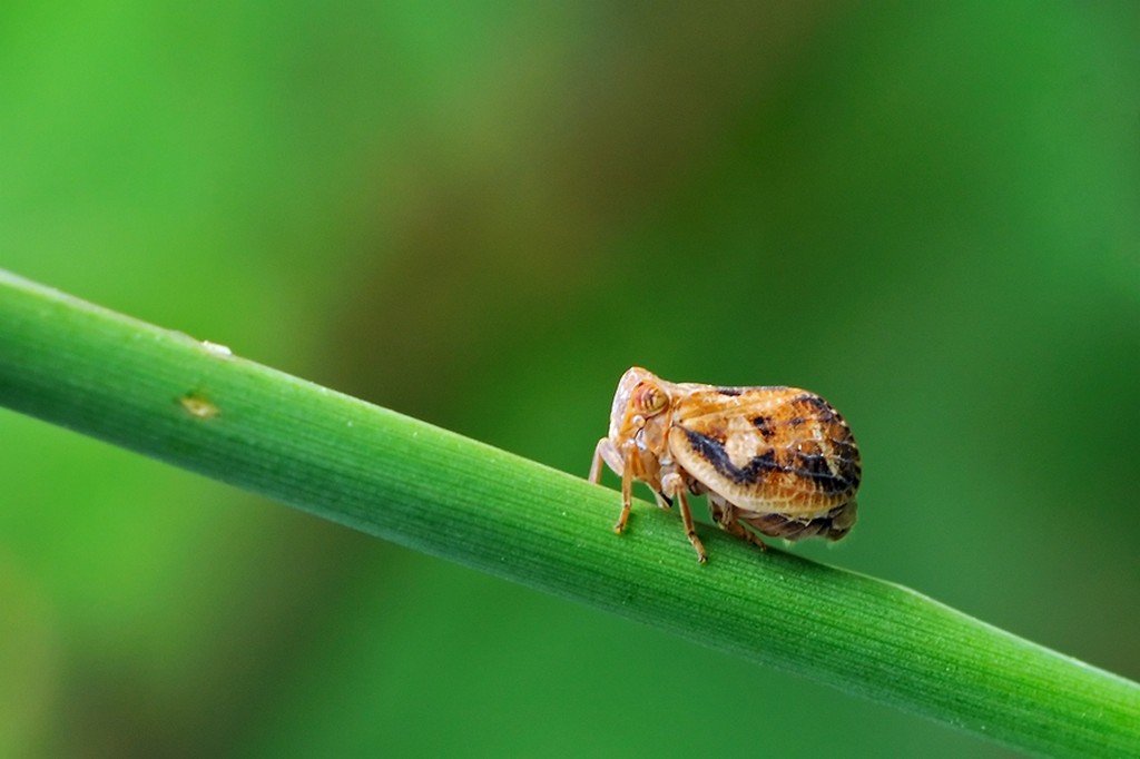 Metcalfa pruinosa? No, Agalmatium cf. flavescens femmina