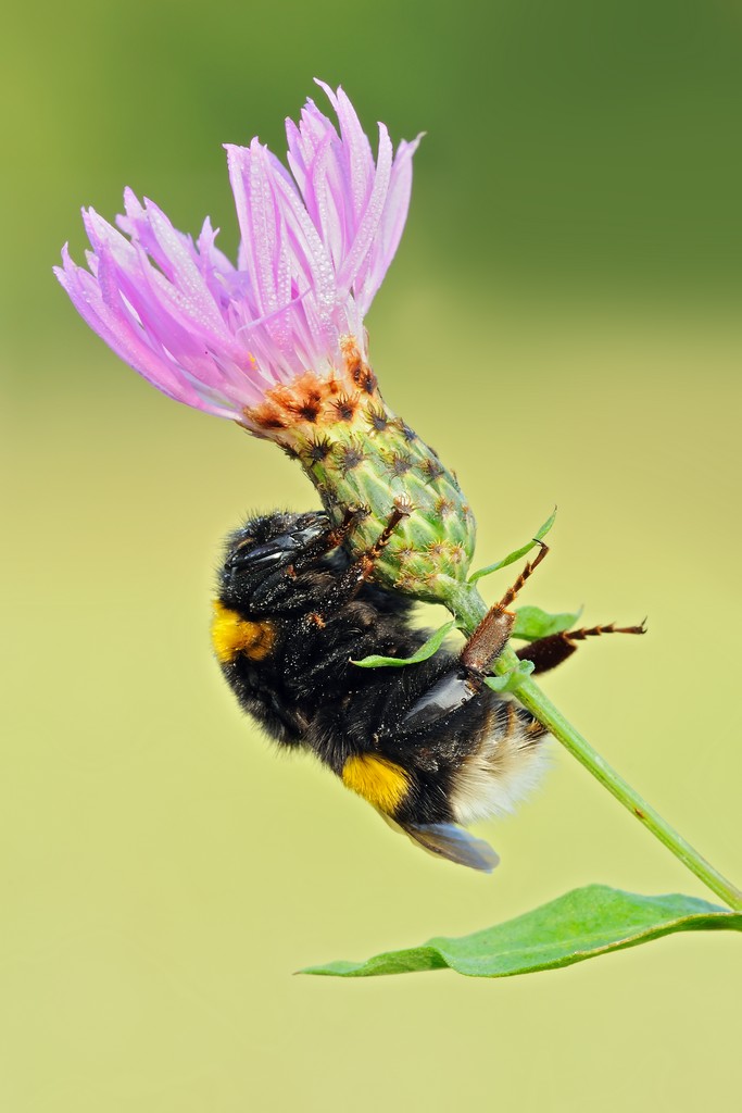 Bombus cfr. terrestris addormentato