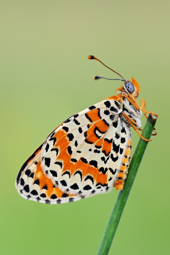 Quale melitea? Melitaea didyma ♂