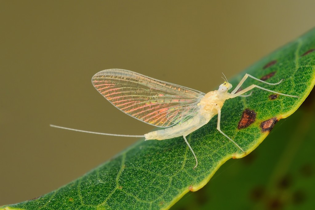Heptagenia longicauda imago femmina