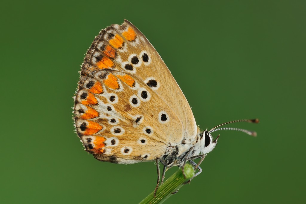 Polyommatus Icarus? No, Aricia agestis