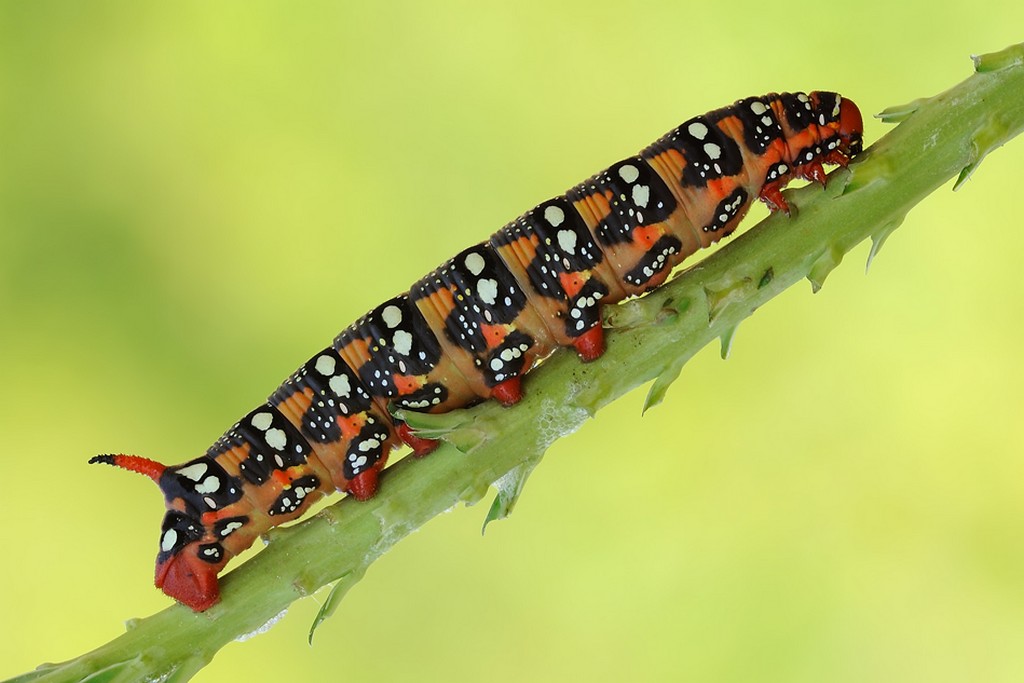 Hyles Euphorbiae? - S