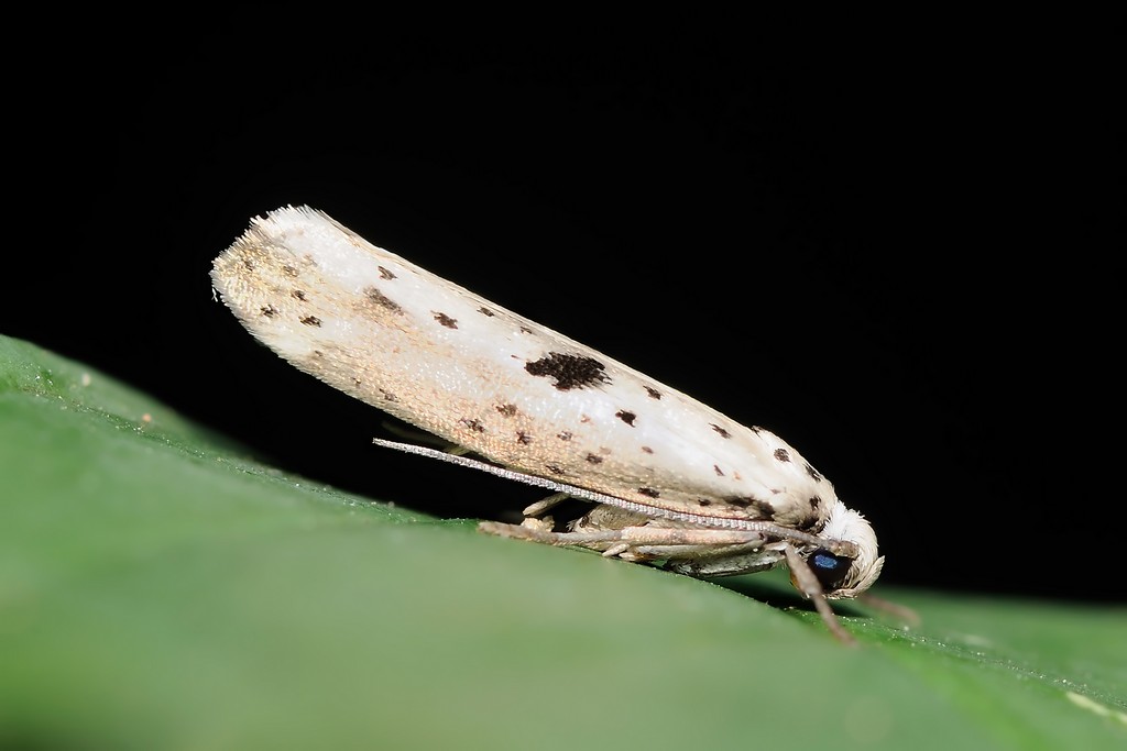 Identificazione