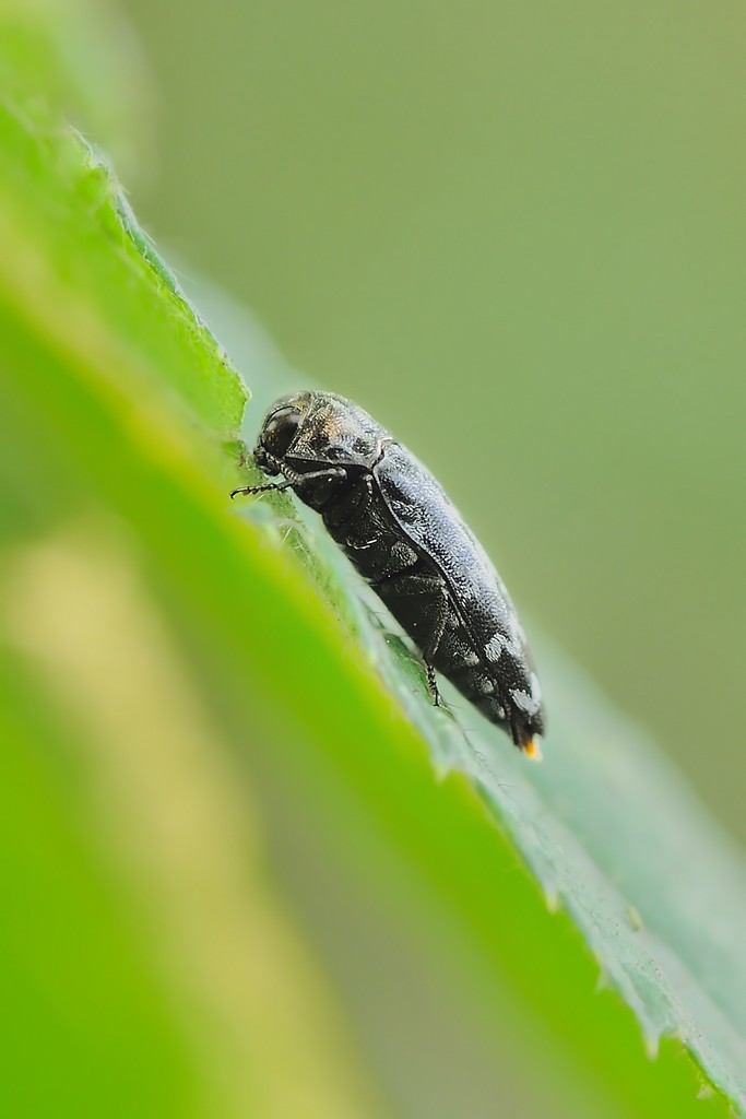Buprestidae: Coroebus rubi