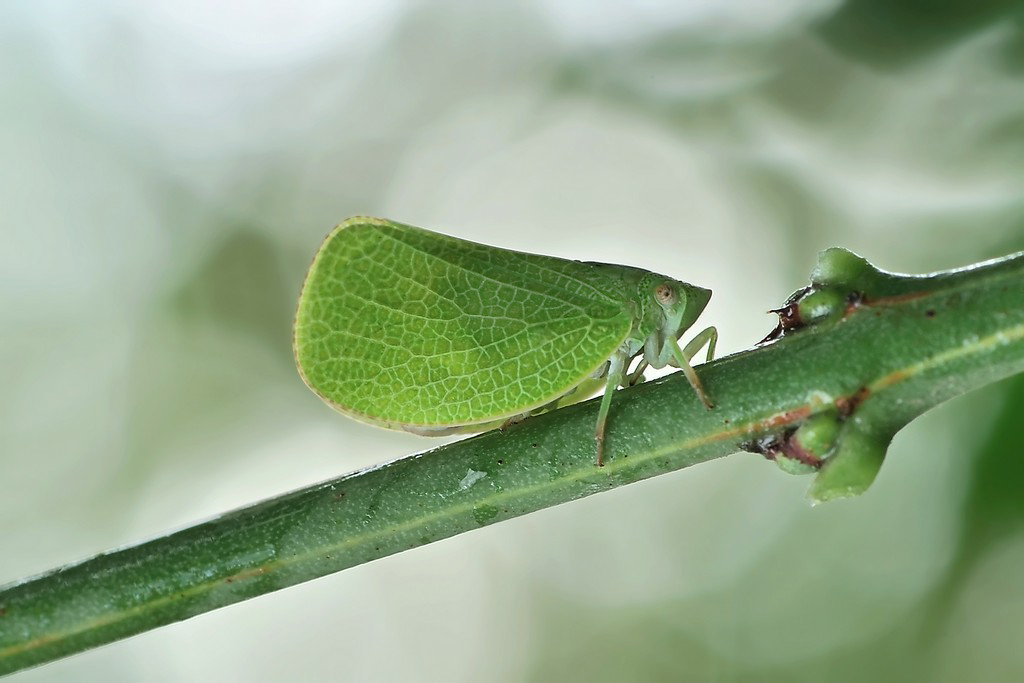 Acanalonia Conica