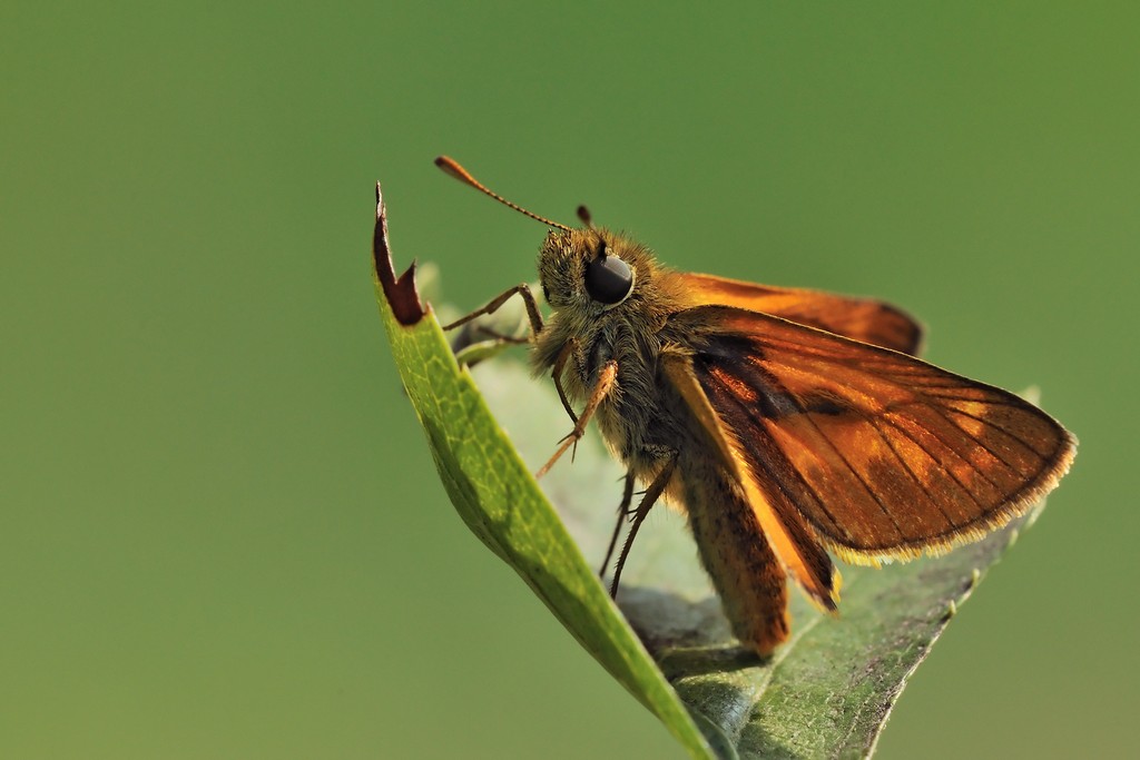 Quale Hesperidae? Ochlodes sylvanus ♂