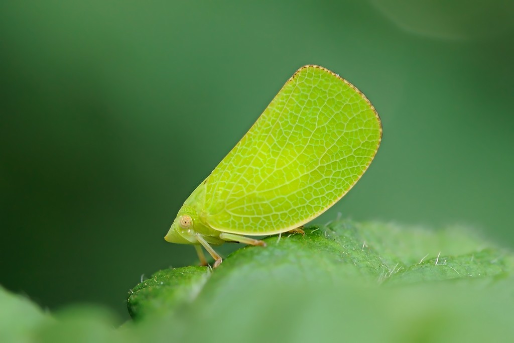 Acanalonia Conica