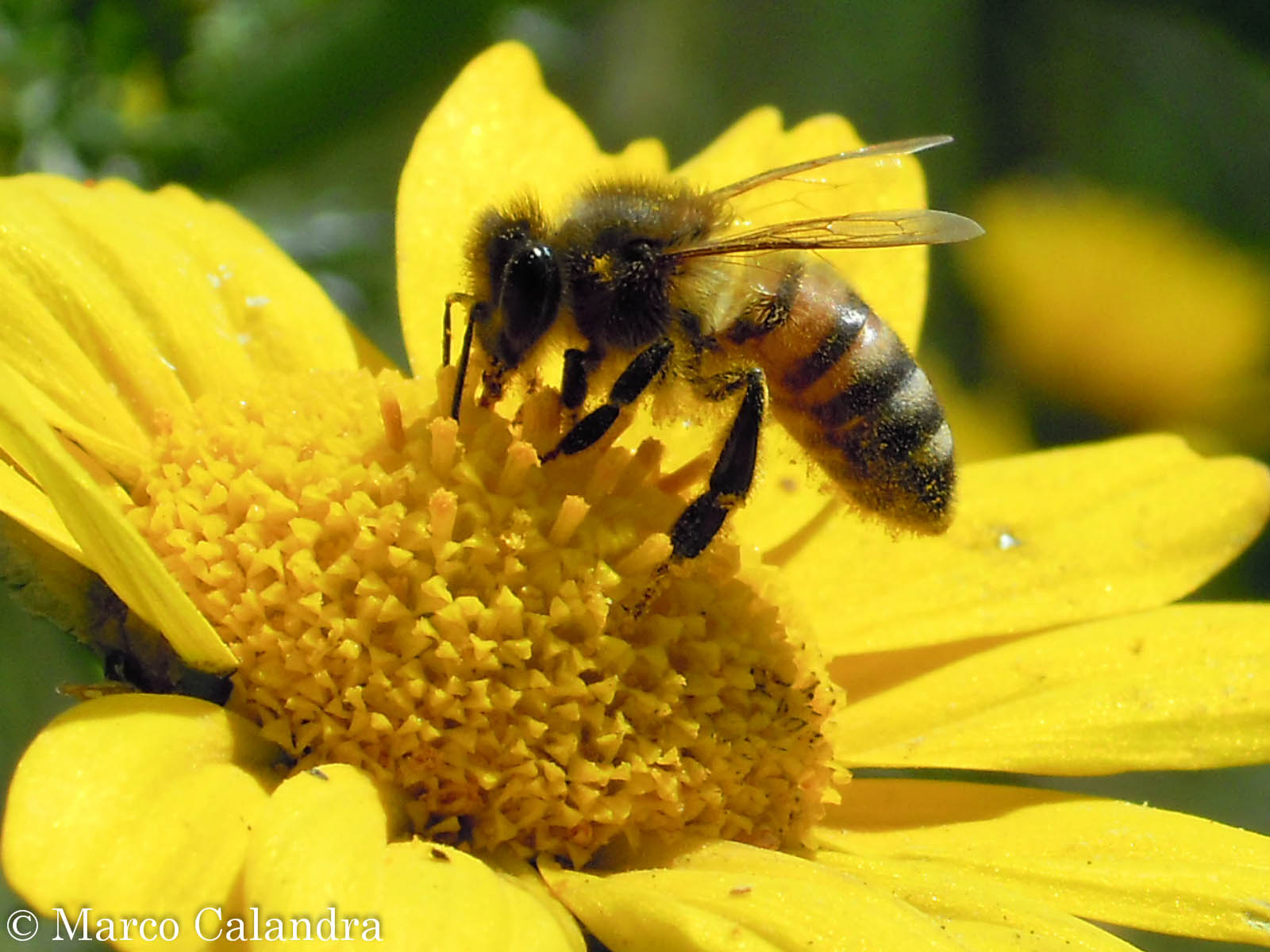 Apis mellifera