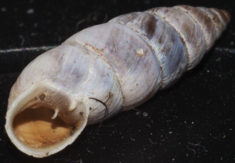 solatopupa pallida
