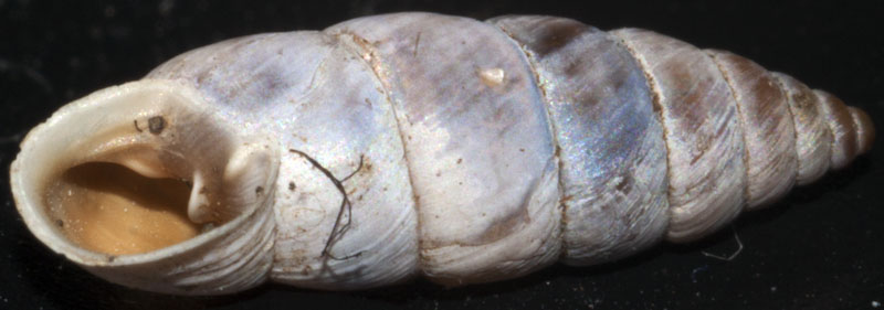 solatopupa pallida