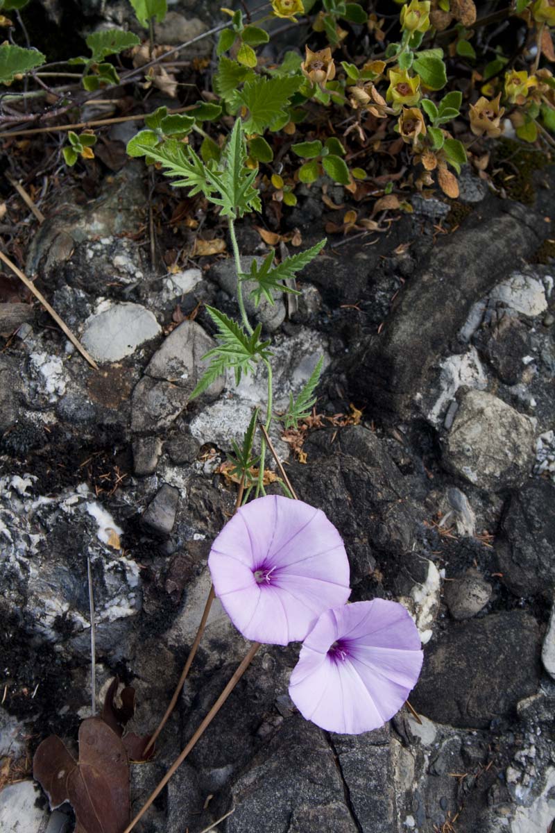 Convolvulus althaeoides / Vilucchio rosso