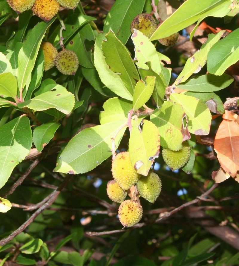 Arbutus unedo