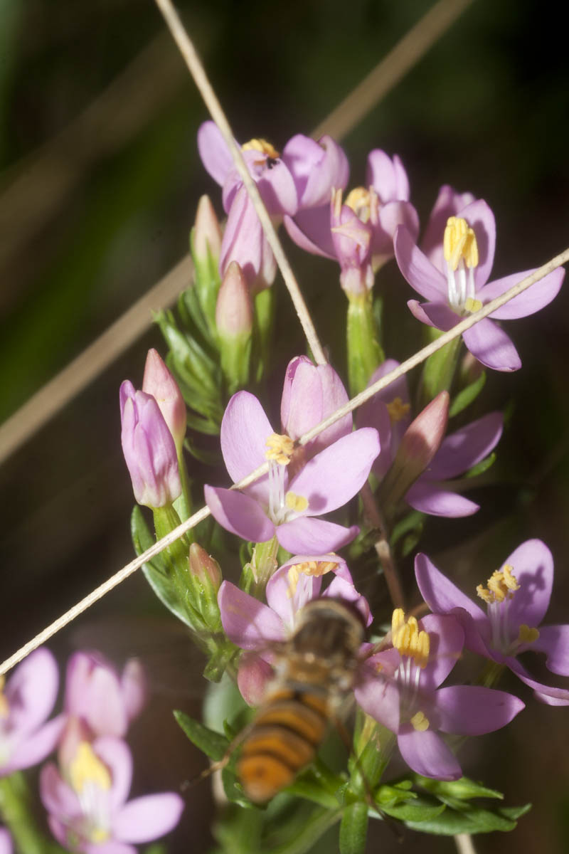 Centaurium erythraea