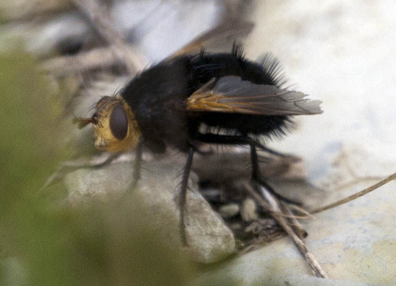 Tachina grossa