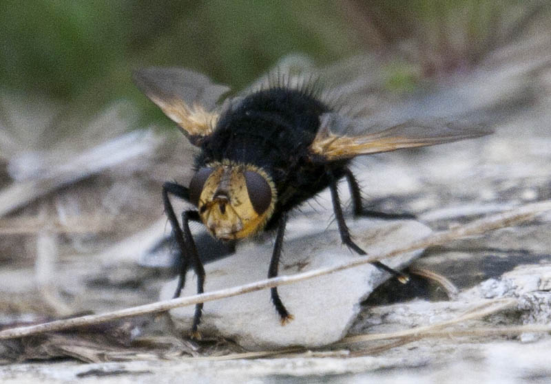 Tachina grossa