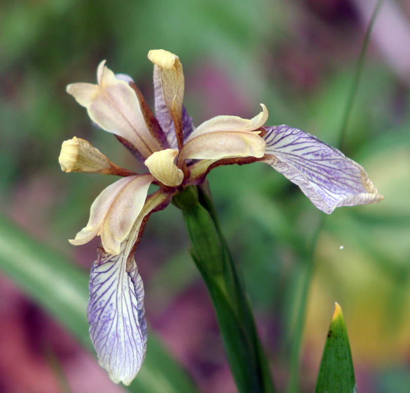 Chamaeiris foetidissima (=Iris foetidissima) / Giaggiolo puzzolente