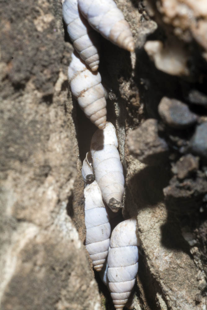 solatopupa pallida