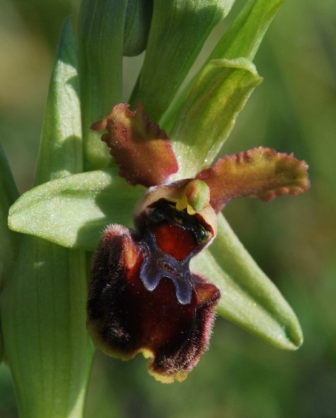 Ophrys aranifera del Lecchese