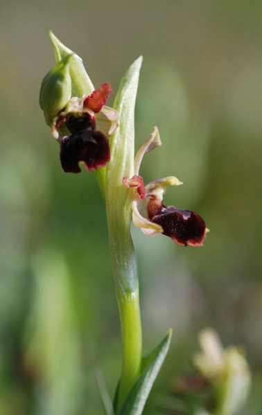 Ophrys aranifera del Lecchese