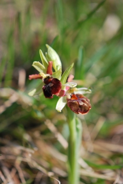 Ophrys aranifera del Lecchese