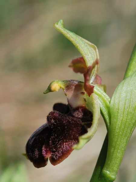 Ophrys aranifera del Lecchese