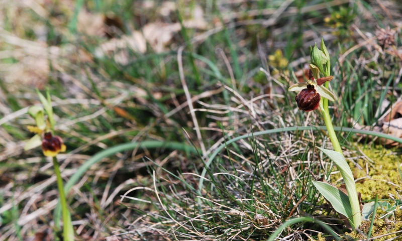 Ophrys aranifera del Lecchese