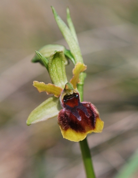 Ophrys aranifera del Lecchese