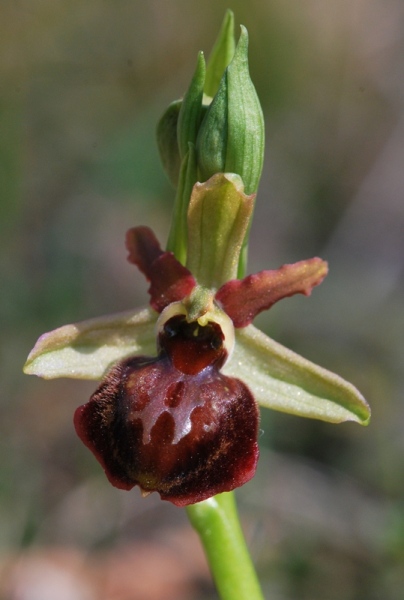 Ophrys aranifera del Lecchese