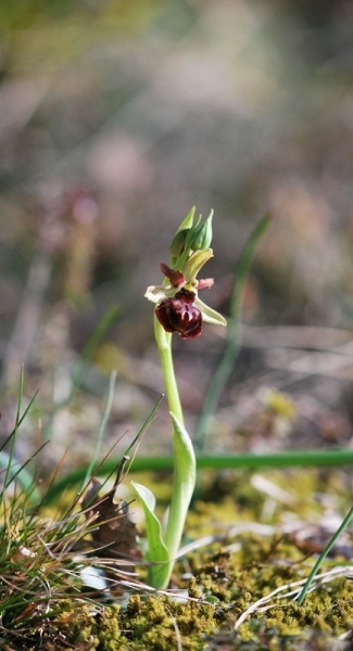 Ophrys aranifera del Lecchese