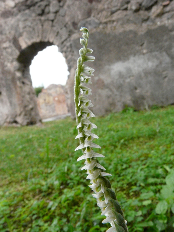 Spiranthes spiralis di Pompei