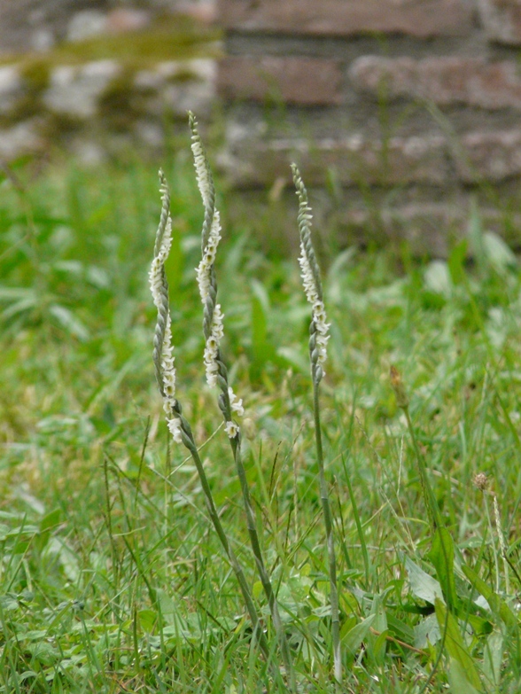 Spiranthes spiralis di Pompei