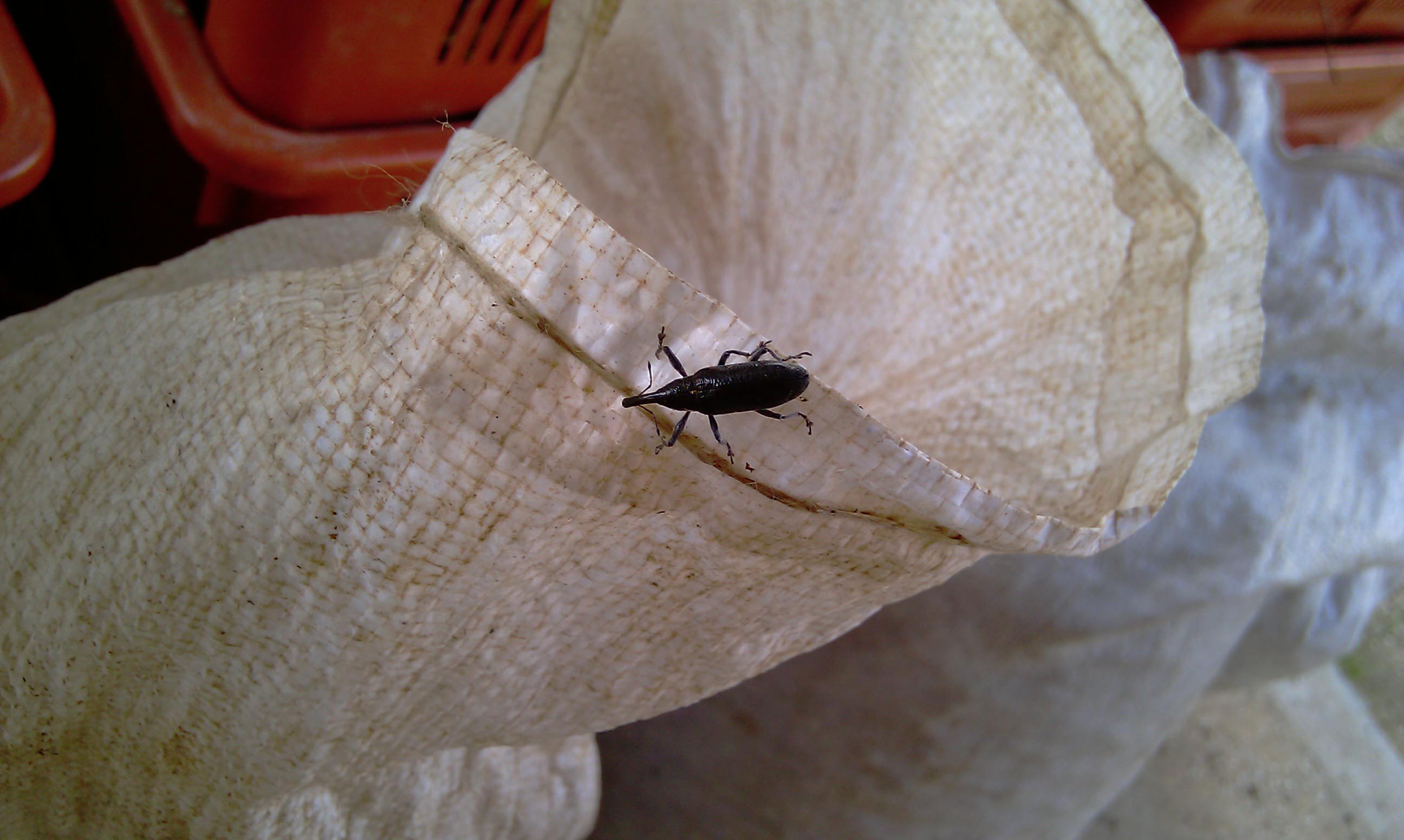 Insetto in olive appena raccolte: Lixus sp.